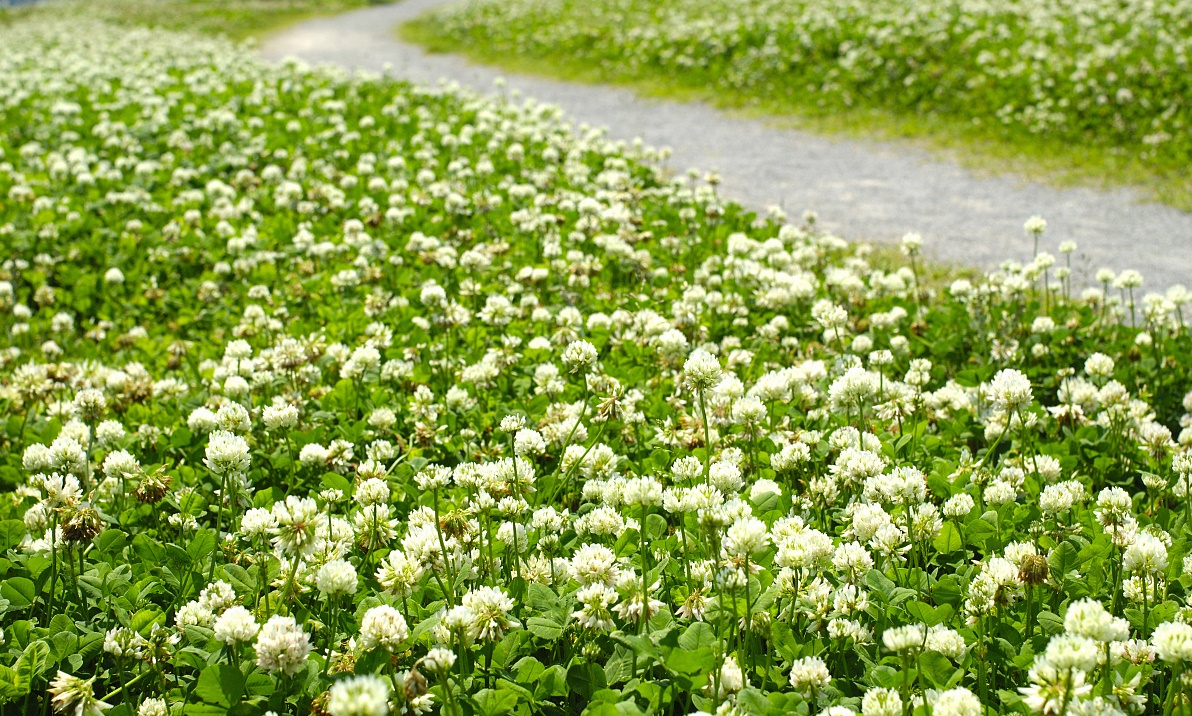 在对于白三叶养护的情况下,水分这方面进行养护的情况